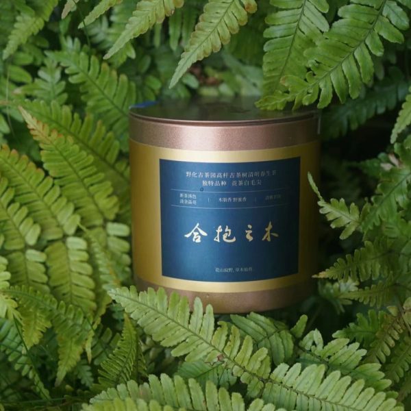 清明春生茶 【合抱之木（貢茶白毛尖）】試飲裝7g - 图片 5